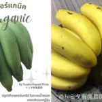 กล้วยหอมทอง Organic Thailand ออร์แกนิค เกรดส่งออกญี่ปุ่น