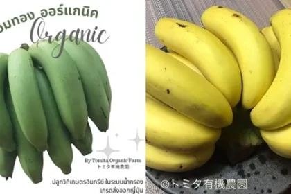 กล้วยหอมทอง Organic Thailand ออร์แกนิค เกรดส่งออกญี่ปุ่น