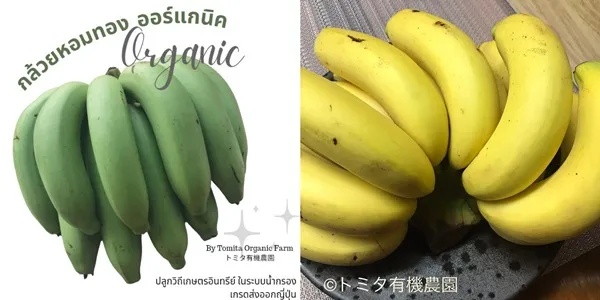 กล้วยหอมทอง Organic Thailand ออร์แกนิค เกรดส่งออกญี่ปุ่น