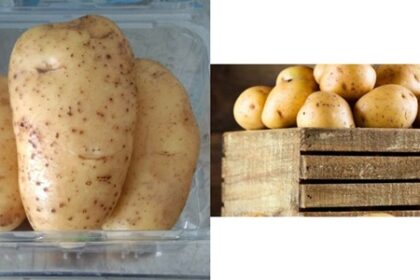 มันฝรั่งสดๆ Potato Fresh thaifreshfarm