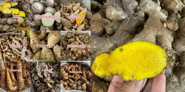 รวมว่านสมุนไพรสดๆ จากสวนไทยแท้ ขุดสดเองกับมือ มีดินติดนิดหน่อย