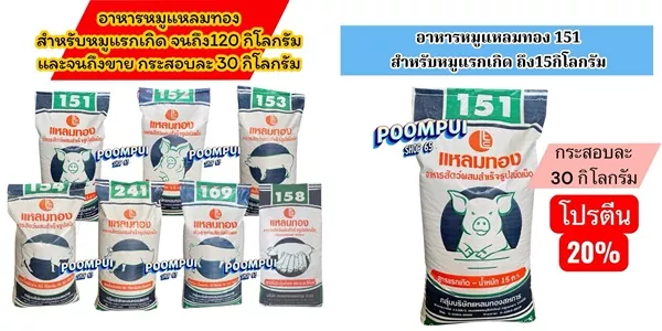 อาหารหมูแหลมทอง 30 กก. เลี้ยงง่าย โตไว ซากสวย