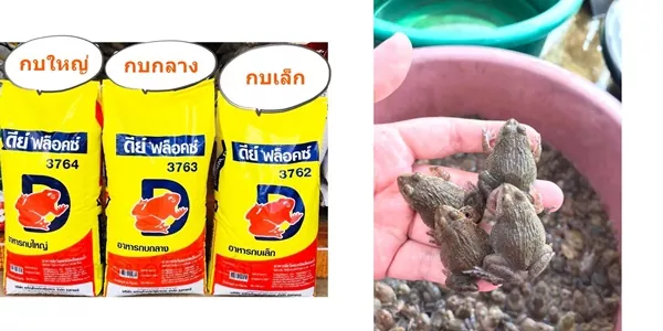 ดีย์ ฟล็อคซ์ 3762-3763-3764 อาหารกบ 3 วัย โตไว ต้นทุนต่ำ น้ำใส กำไรแน่ 1 ดีย์ ฟล็อคซ์ 3762-3763-3764 อาหารกบ 3 วัย โตไว