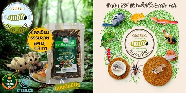 หนอน BSF สเตอไรส์ 100% โปรตีนพุ่ง แคลเซียม 46 เท่า ไม่แช่แข็ง ไม่ถ่ายพยาธิ  เม่น ชูการ์ นก เลื้อยคลาน รักหมดใจ