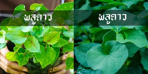 ต้นพันธุ์พลูคาว หรือ คาวตอง ใบดกพุ่มเตี้ย ส่งตรงจากเลยแท้ๆ ออร์แกนิกแท้ กินสดได้เลย