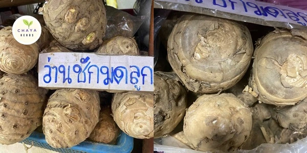 หัวว่านชักมดลูกสด ประจำเดือนมาไม่ตรง ตกขาวกวนใจ ต้ม 10 นาที จบทุกปัญหา