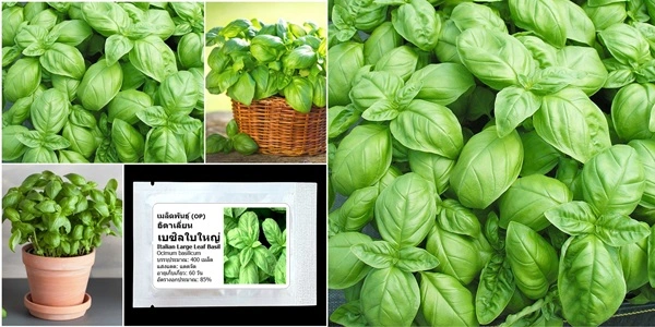 เมล็ดพันธุ์ อิตาเลี่ยน เบซิลใบใหญ่ ใบใหญ่กรอบ กลิ่นโหระพา+กะเพรา ฟินสุดในไทย