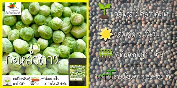 เมล็ดพันธุ์กะหล่ำดาวนำเข้า คู่มือครบครันสำหรับมือใหม่หัดปลูกผักสดกินเอง