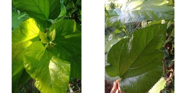 ใบหม่อนสดออร์แกนิค สมุนไพรเพื่อสุขภาพที่ราคาย่อมเยาและเต็มเปี่ยมสรรพคุณ