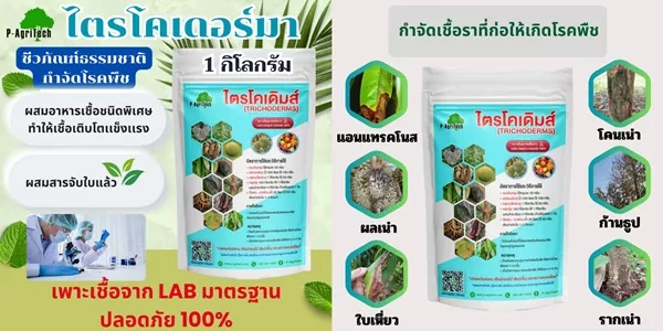 ไตรโคเดอร์มา กำจัดเชื้อรา ป้องกันรากเน่า โคนเน่า และเชื้อราในดินแบบธรรมชาติ