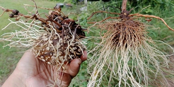 รากกลิ้งกลางดง 3 หัวติดราก ขุดสดแท้ 100% สดจากป่า ไม่ฟอก ไม่ตาก