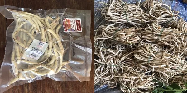 รากพลูคาวสดแท้ 100% สมุนไพรไทยหายาก สดใหม่ ส่งตรงถึงบ้านทุกศุกร์